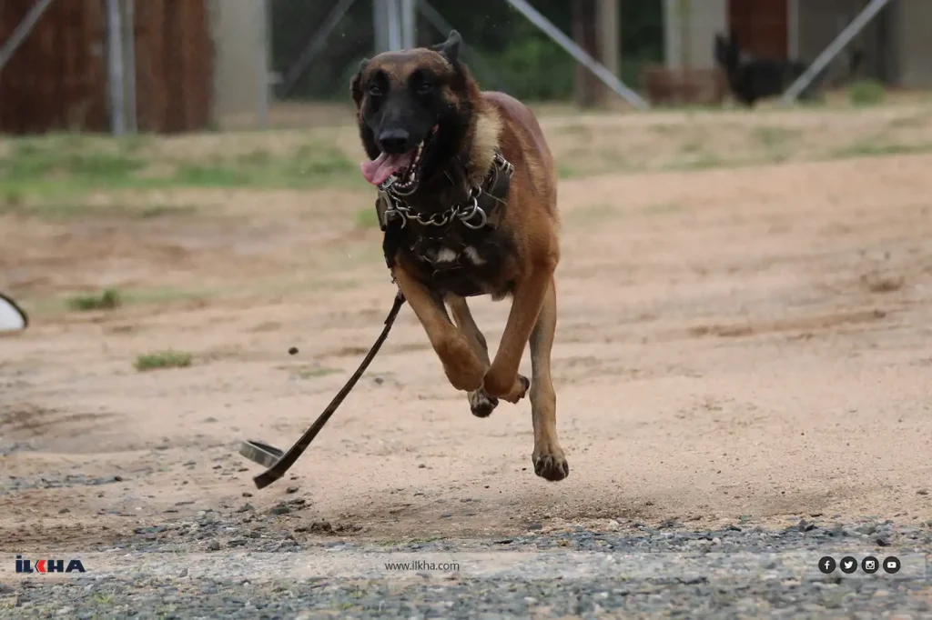 Köpeğin saldırdığı kadın yaralandı