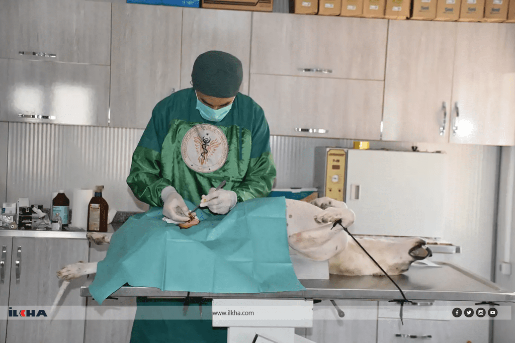 Bitlis'te halk sağlığı ve güvenliği için sokak hayvanları kısırlaştırılıyor