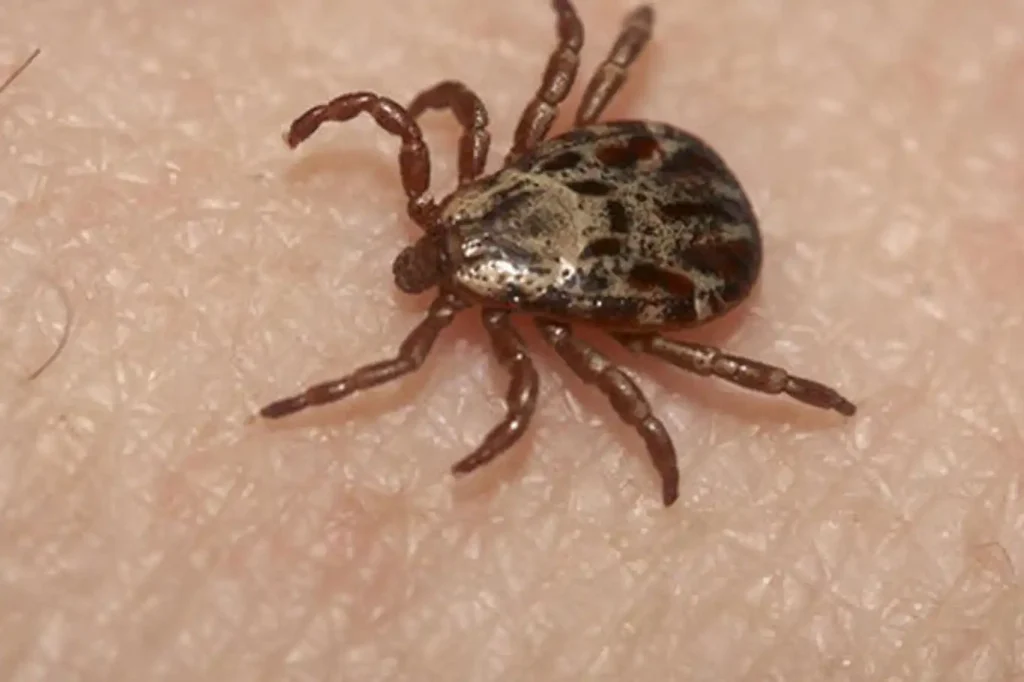 Sağlık Bakanlığı'ndan, Kırım Kongo Kanamalı Ateşi uyarısı